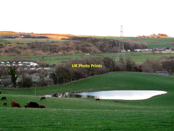 Photo 6"x4" Pond with cows Haugh Head c2013