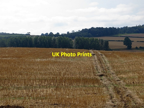 Photo 6"x4" Oilseed rape stubble Eckfordmoss c2013