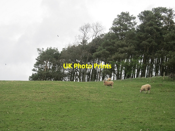 Photo 6"x4" Edge of Boot Plantation Melrose\/NT5434 c2013