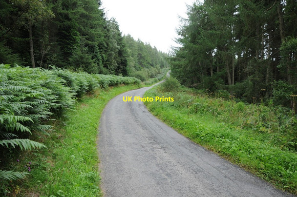 Photo 6"x4" Road through Clocaenog Forest Cyffylliog c2013