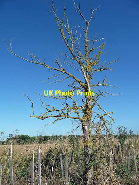 Photo 6"x4" Dead tree near Aldworth Aldworth c2013