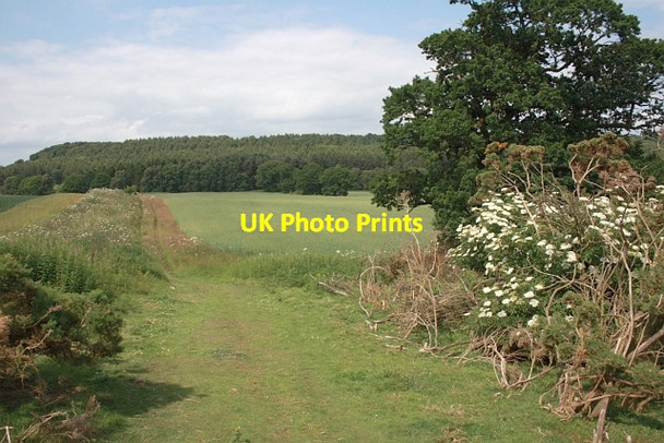 Photo 6"x4" Track to Coneysthorpe Banks Wood Coneysthorpe c2013