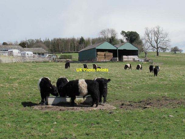 Photo 6"x4" Belted Galloway cattle at Ford (2) Ford\/NT9437 c2013
