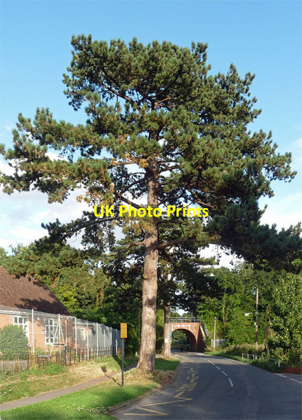 Photo 6"x4" Pines, Compton Compton\/SU5280 c2013