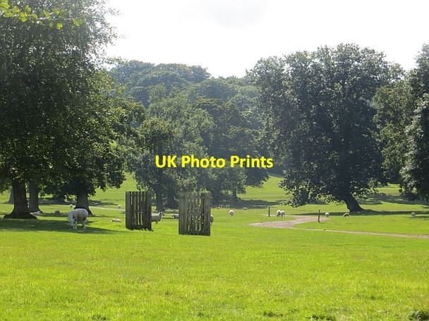 Photo 6"x4" Deer park. Hopetoun House Abercorn c2013