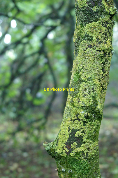 Photo 6"x4" Lichen-covered sycamore trunk in Halligarth Baltasound c2013