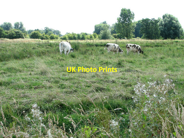 Photo 6"x4" Cattle grazing marsh pastures near Haddiscoe Haddiscoe c2013