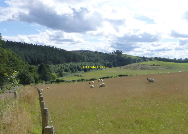 Photo 6"x4" Sheep in pasture  Beanley c2013
