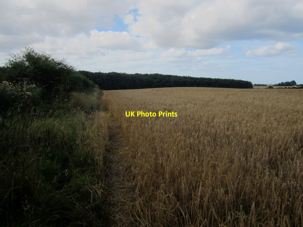 Photo 6"x4" Footpath alongside arable fields south of Embleton Embleton\/NU2322 c2013