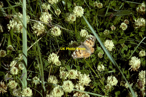 Photo 6"x4" Painted Lady (Vanessa cardui), Norwick dunes Kirkaton c1996