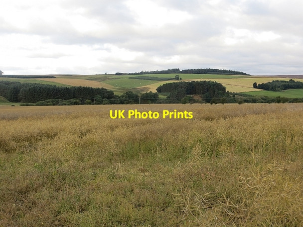 Photo 6"x4" Oilseed rape, Fellcleugh Cranshaws c2013
