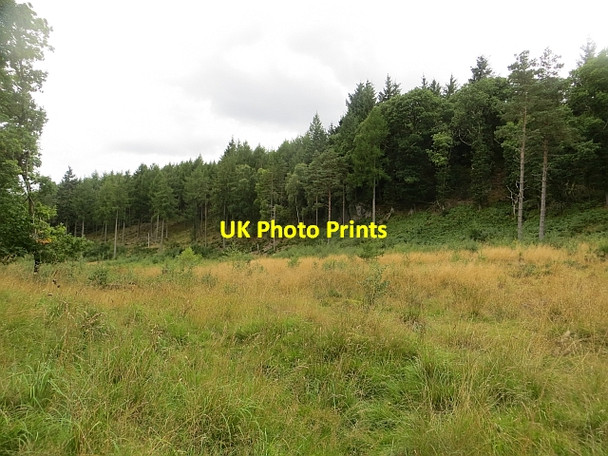 Photo 6"x4" Woodland, Etnie Brae Dunkeld c2013