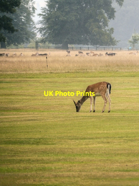 Photo 6"x4" Deer in Belton in Park Belton\/SK9239 c2013