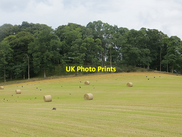 Photo 6"x4" Rooks and round bales Birnam c2013