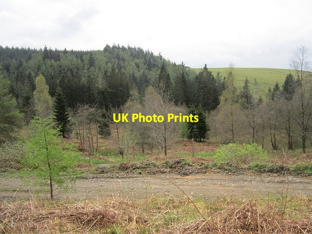 Photo 6"x4" Informal woodland, Newcastleton Greens\/NY4886 c2013