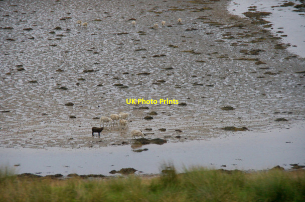 Photo 6"x4" Sheep on the mud of Mid Yell Voe Gardie\/HU5091 c2013