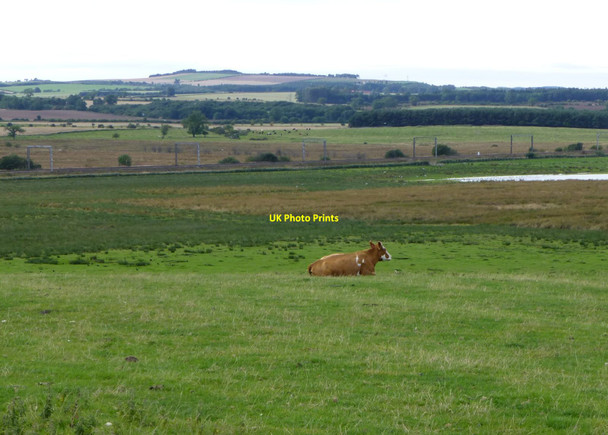 Photo 6"x4" Cow in pasture near Newham Newham\/NU1728 c2013