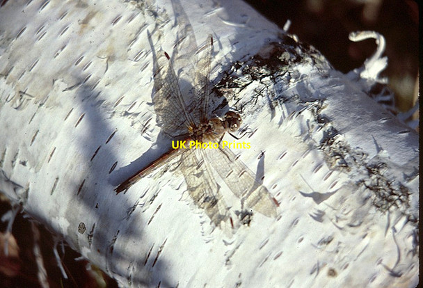 Photo 6"x4" Common Darter (Sympetrum striolatum), Coombe, Arne Arne c1983
