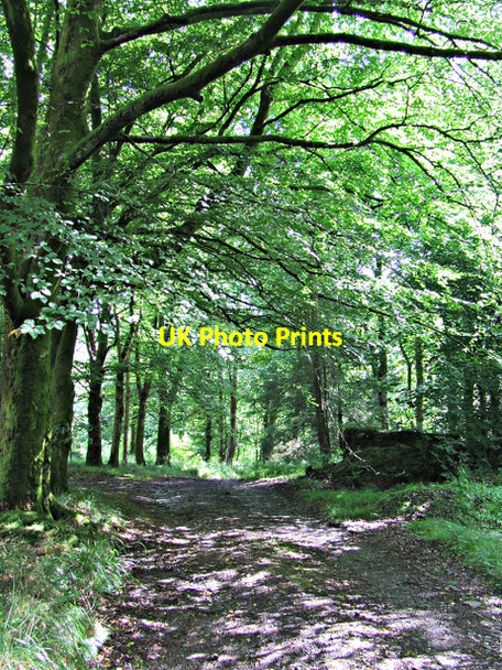 Photo 6"x4" Rough track off the A770 Cloch Road Inverkip c2013
