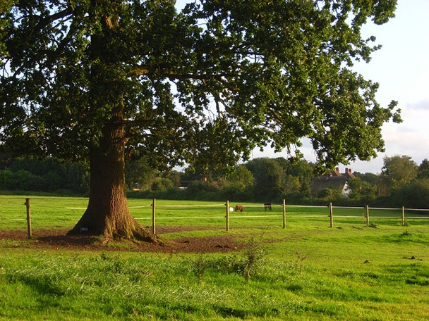 Photo 6"x4" Pasture, Sulhamstead Sulhampstead c2008