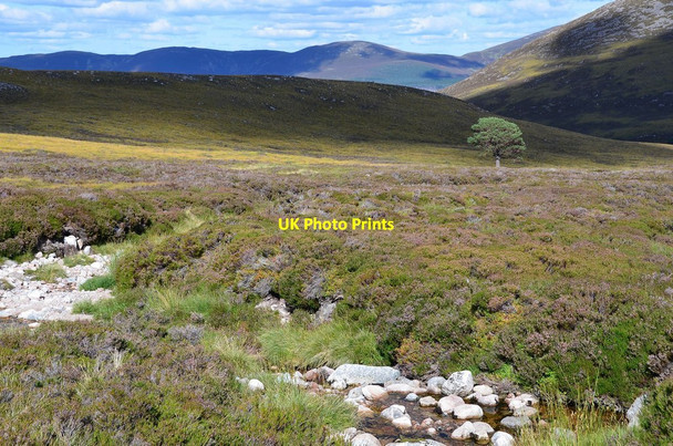Photo 6"x4" Lone pine below Carn Odhar Carn Odhar\/NH9404 c2013