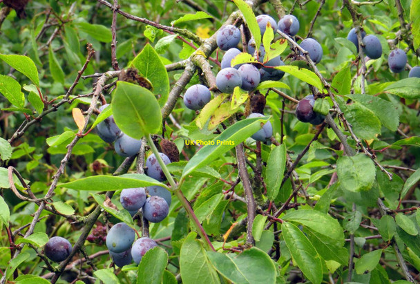 Photo 6"x4" Sloes by the footpath Filchampstead c2013