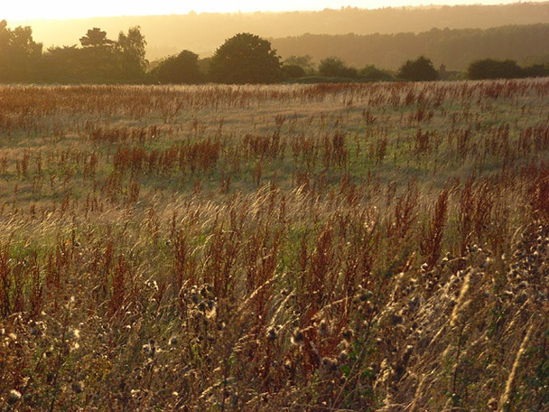 Photo 6"x4" Rough grassland, Sulhamstead Sulhampstead c2008
