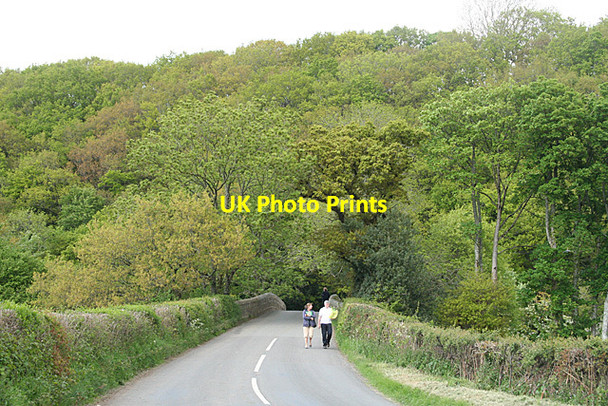 Photo 6"x4" Bridford: by Sowton Cott Bridge Reedy c2013