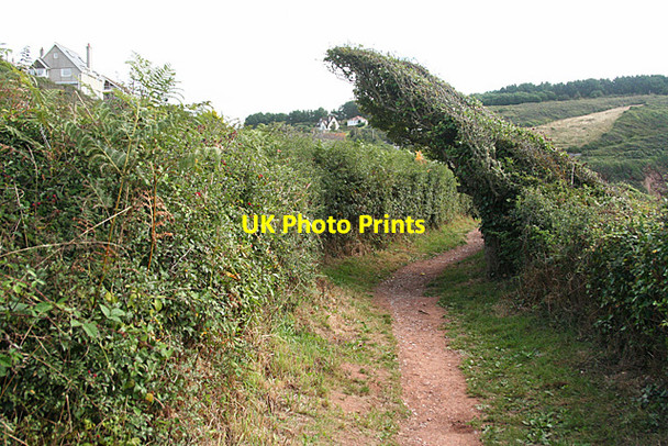 Photo 6"x4" Wembury: wind-blown Hawthorn Heybrook Bay c2013