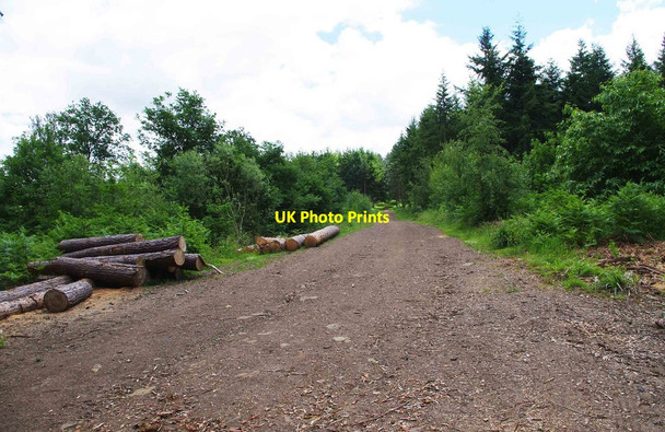 Photo 6"x4" Logs by the side of a footpath in Eymore Wood, near Trimpley, Worcs Holbeache c2010