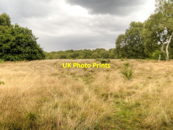 Photo 6"x4" Clearing In Sherwood Forest Edwinstowe c2013