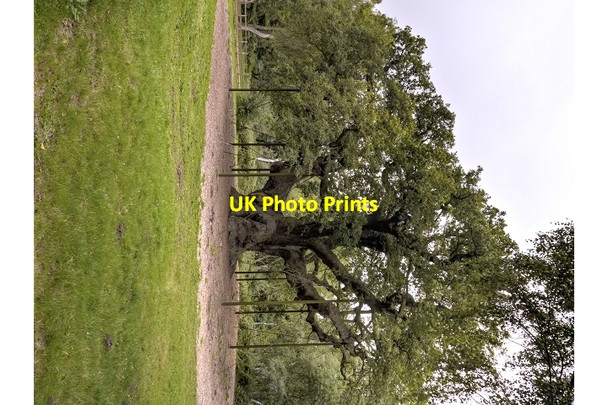 Photo 6"x4" Sherwood Forest, The Queen Oak (Major Oak) Edwinstowe c2013