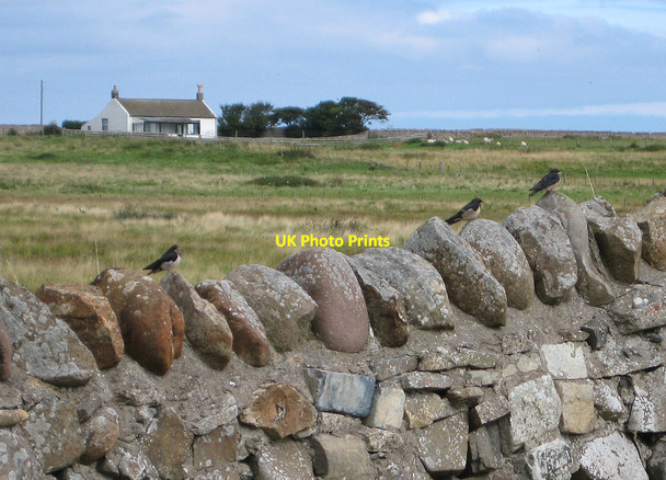 Photo 6"x4" Three swallows on a wall Holy Island\/NU1241 c2013