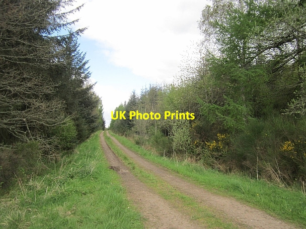 Photo 6"x4" Forest road, Gask Trinity Gask c2013