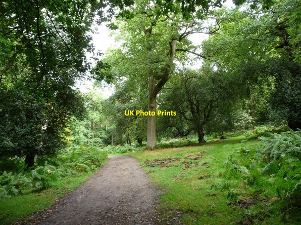 Photo 6"x4" Woodland track, north-east of Speech House Cannop c2013