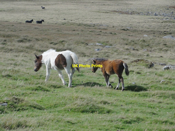 Photo 6"x4" Ponies on Okehampton Common Meldon\/SX5592 c2012