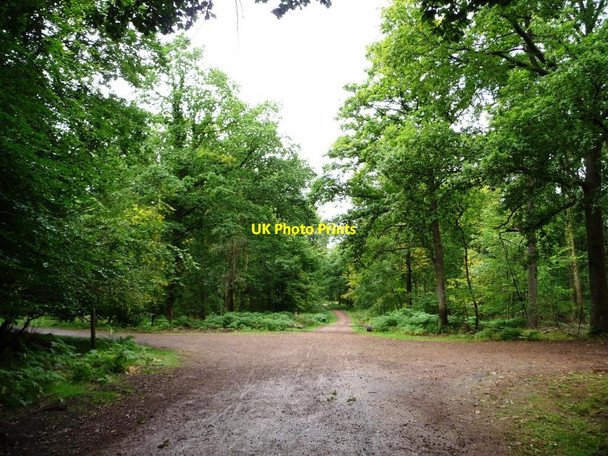 Photo 6"x4" Tracks crossing in the inclosure Cannop c2013