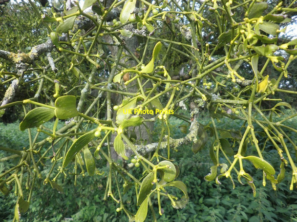 Photo 6"x4" Mistletoe, in old apple orchard, Huntham Huntham c2013