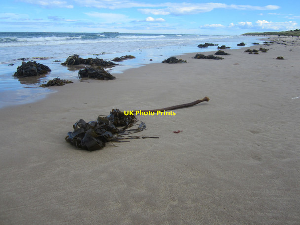 Photo 6"x4" Washed up kelp, Bamburgh Beach Bamburgh c2013