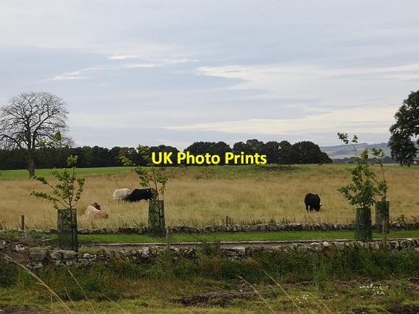Photo 6"x4" Cattle, Rossie Kinloch\/NO2812 c2013