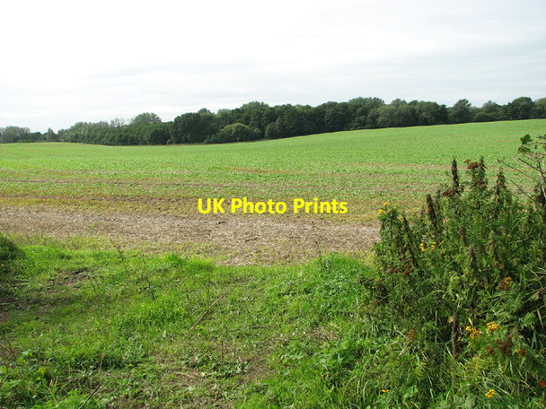 Photo 6"x4" View towards Old Carr Edgefield Street c2013