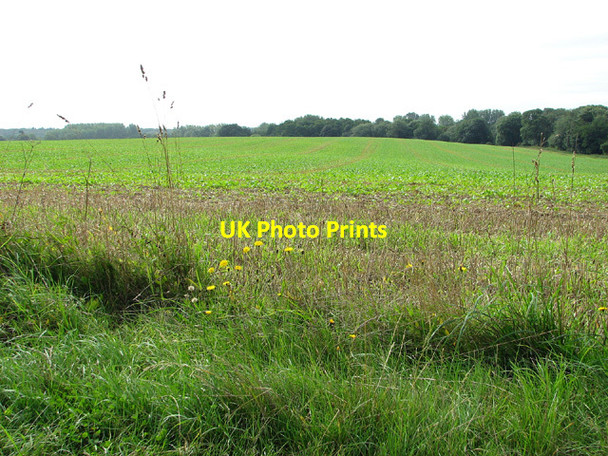 Photo 6"x4" Fields by Old Carr Edgefield Street c2013