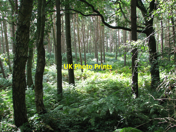 Photo 6"x4" Barningham Green Plantation Barningham Green c2013