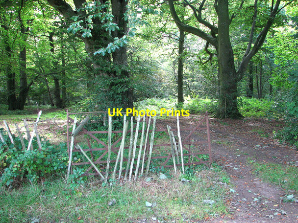 Photo 6"x4" Track into Little Wood Edgefield\/TG0934 c2013
