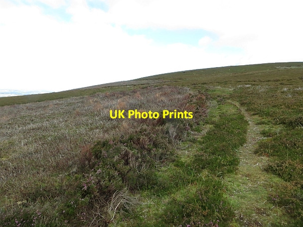 Photo 6"x4" Heather, Black Hill Silverburn\/NT2060 c2013