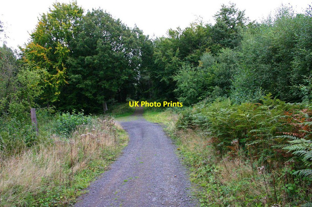 Photo 6"x4" Paths in Ribbesford Wood, near Bewdley, Worcs Burlish Park c2013