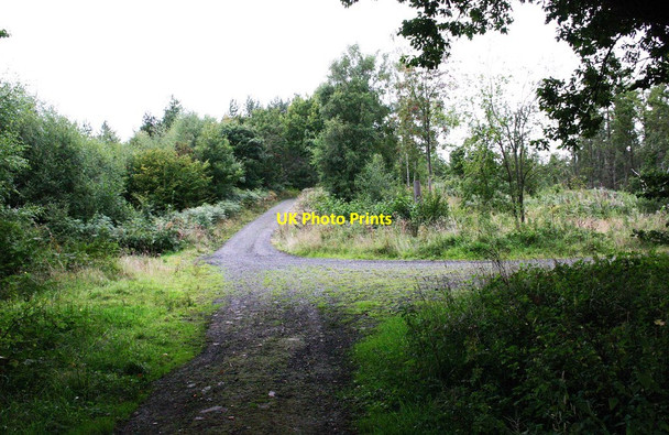Photo 6"x4" Public footpath in Ribbesford Wood, near Bewdley, Worcs Burlish Park c2013