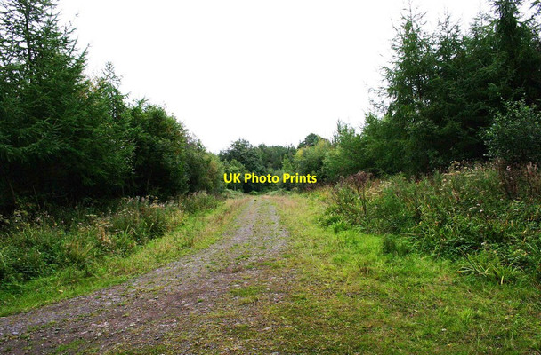 Photo 6"x4" Forestry track, Ribbesford Wood, near Bewdley, Worcs Burlish Park c2013