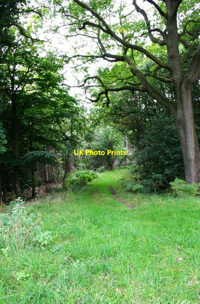 Photo 6"x4" Footpath in Ribbesford Wood, near Bewdley, Worcs Burlish Park c2013