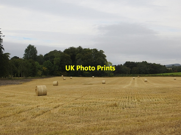Photo 6"x4" Stubble, Rossie Kinloch\/NO2812 c2013